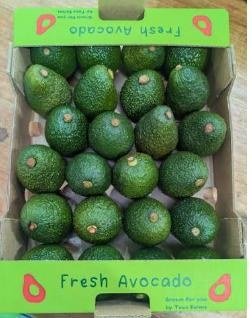 Fresh Avocado