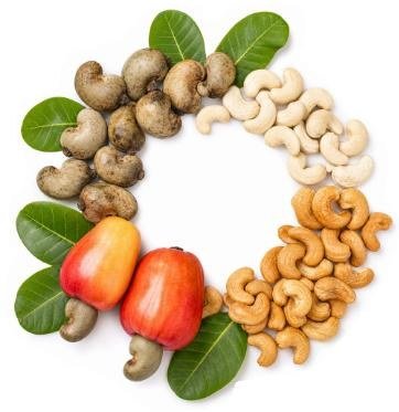 Cashew Nuts