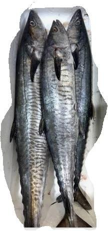Fresh & Frozen Fish