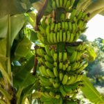 Bananas — export product from Tanzania by SALSA