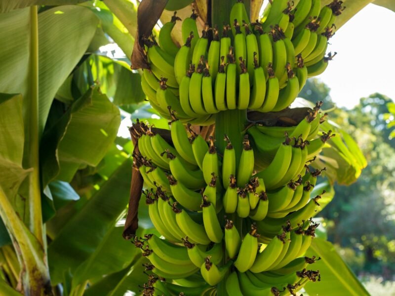 Bananas — export product from Tanzania by SALSA